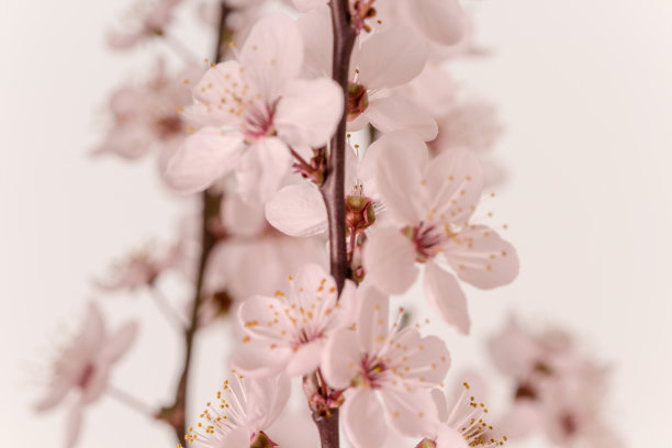 野梅花在黄色背景下盛开的照片。核果花在春天盛开。图片下载