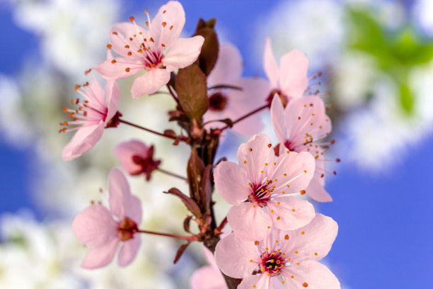 野梅花在蓝色背景下盛开的照片。核果花在春天盛开。图片下载