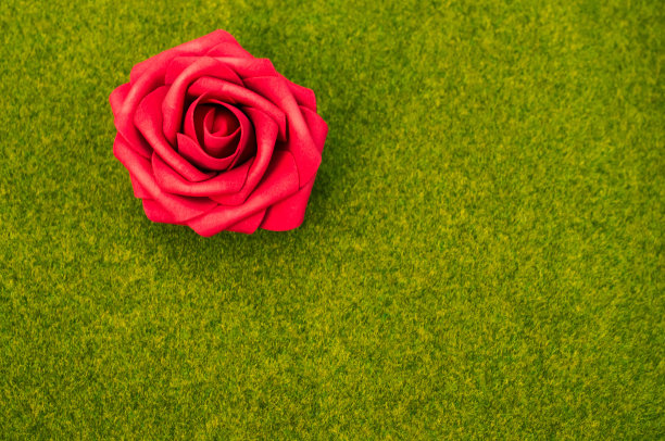 特写镜头的玫瑰在绿色的草背景图片下载