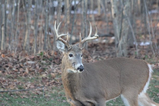 冬天的鹿图片下载