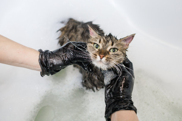 在浴室给猫洗澡。动物护理程序图片下载