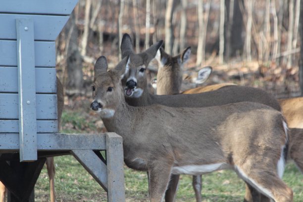 冬天的鹿图片下载