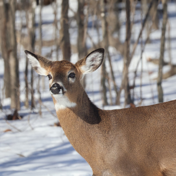 冬天的鹿图片下载