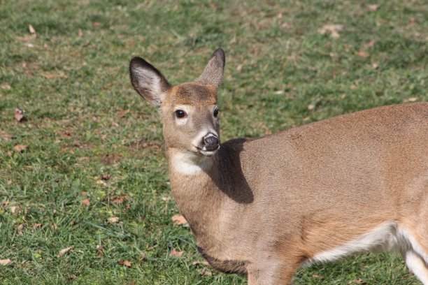 冬天的鹿图片下载