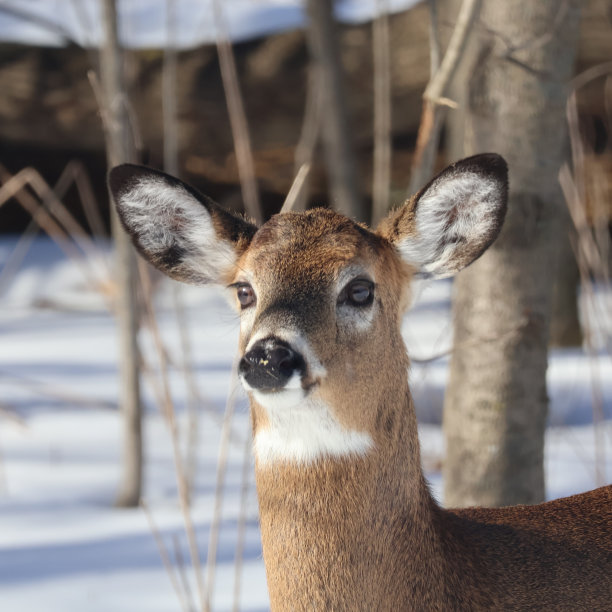冬天的鹿图片下载