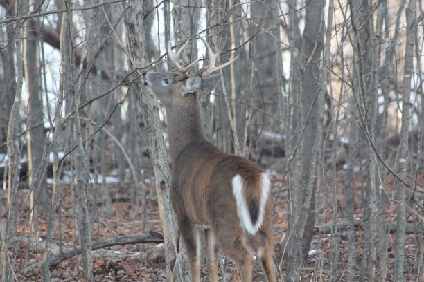 冬天的鹿图片下载