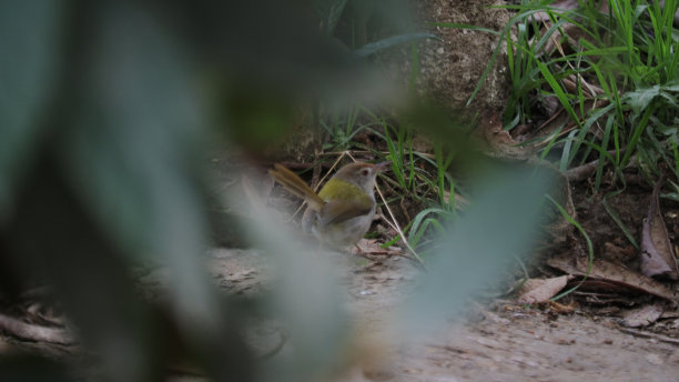 柳莺收藏图片下载