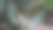 柳莺收藏图片下载