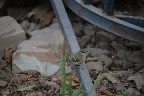 柳莺收藏图片下载