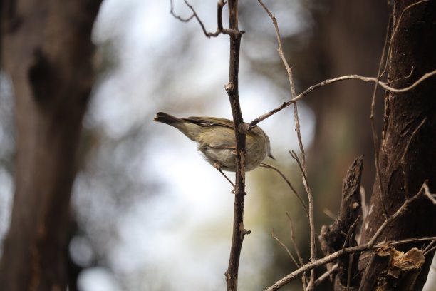 柳莺收藏图片下载