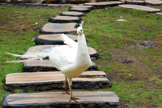 在笼子里行走的白孔雀的选择性聚焦。图片下载