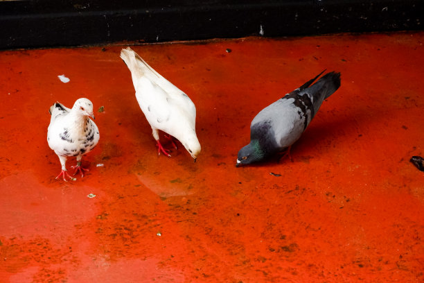 在笼子里栖息和进食的鸽子的选择性聚焦。图片下载