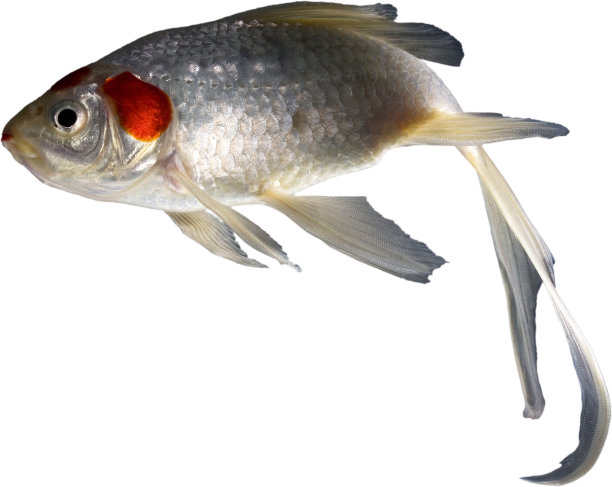 观赏鱼劳累过度图片下载