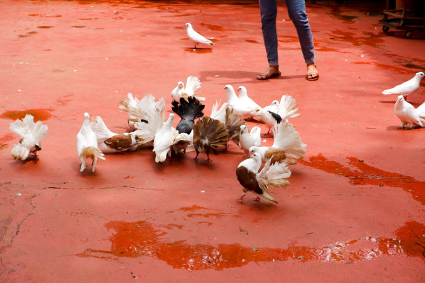 在笼子里栖息和进食的鸽子的选择性聚焦。图片下载