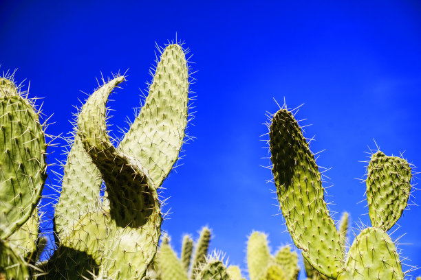 仙人掌的上部以蓝天为背景图片下载