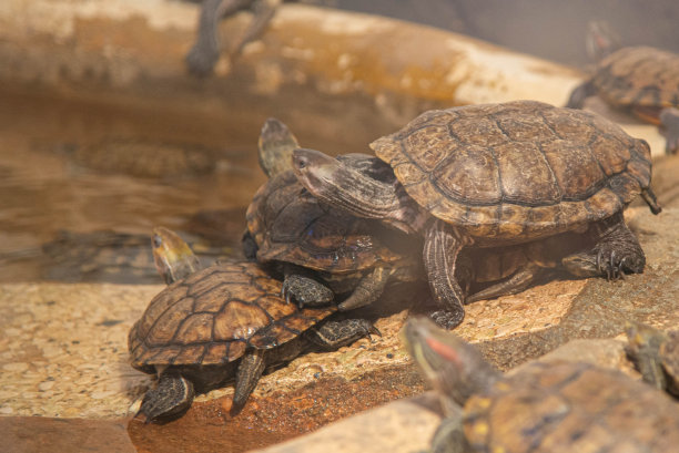 动物园动物图片下载