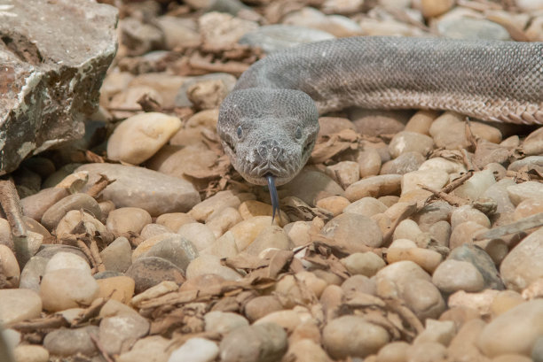 动物园动物图片下载