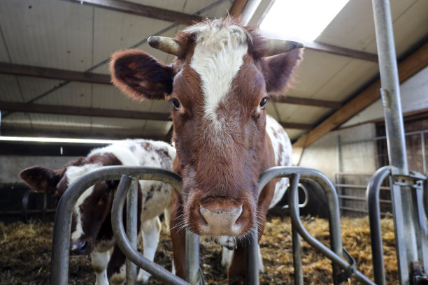 儿童农场的马厩里的荷斯坦黑头牛图片下载