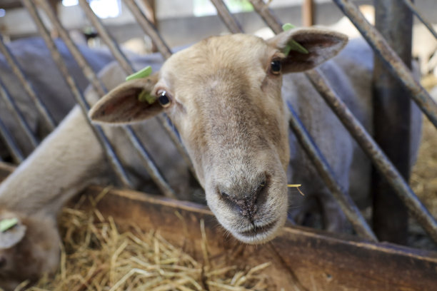 Bergschenhoek儿童农场的绵羊和羊羔图片下载