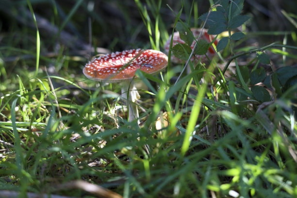 红点带白点飞木耳菇图片下载