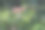 红点带白点飞木耳菇图片下载