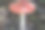 红点带白点飞木耳菇图片下载