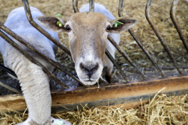 Bergschenhoek儿童农场的绵羊和羊羔图片下载