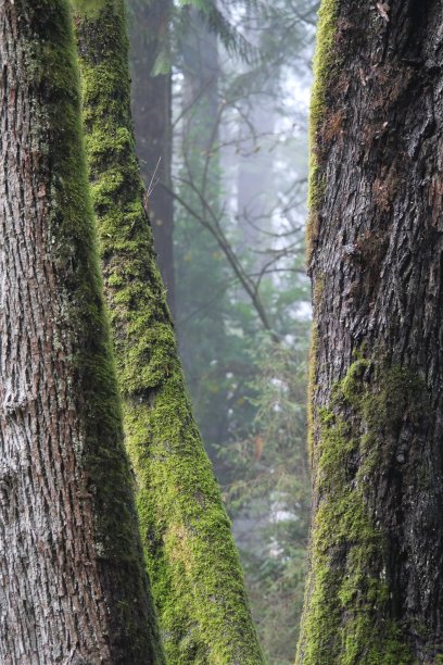 在金耳朵省立公园，苔藓覆盖着树木图片下载