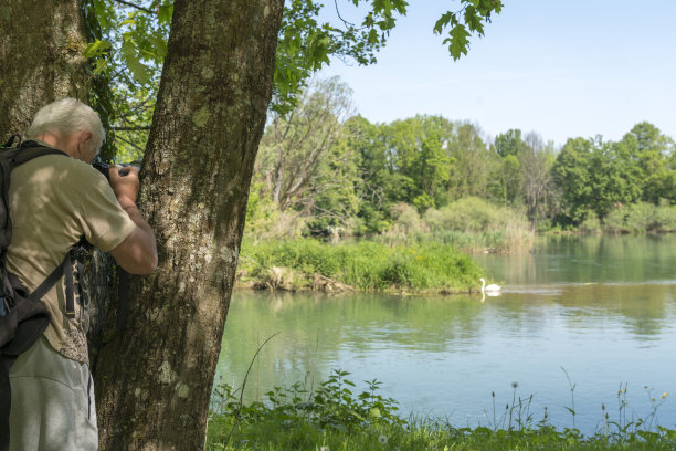 老人们在河上拍摄天鹅图片下载