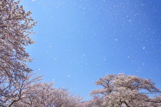 樱花漫天飞舞。樱花盛开。图片下载