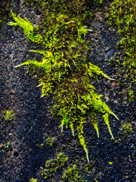 水泥墙上的苔藓图片下载