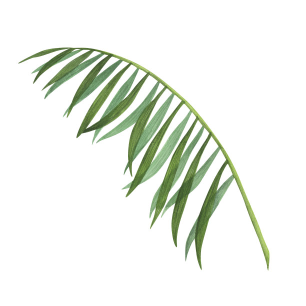 白色背景上孤立的热带棕榈叶水彩。水彩手绘植物画册设计图片下载