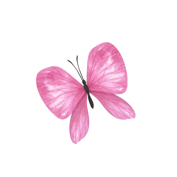 淡粉色蝴蝶，有独立的翅膀。水彩手绘写实昆虫画册设计图片下载