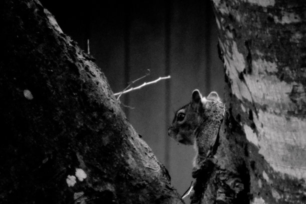 松鼠在树上图片下载