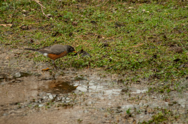 鸟捕鱼图片下载