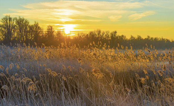 冬天日出时，在蓝天下，沿着结冰的湖边芦苇图片下载