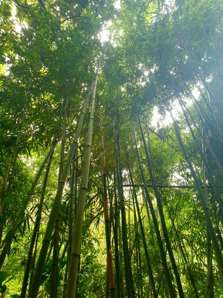 竹林图片下载