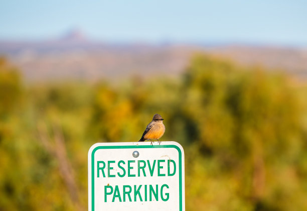 可爱的小鸟栖息在以树木为背景的预留停车场标志上图片下载