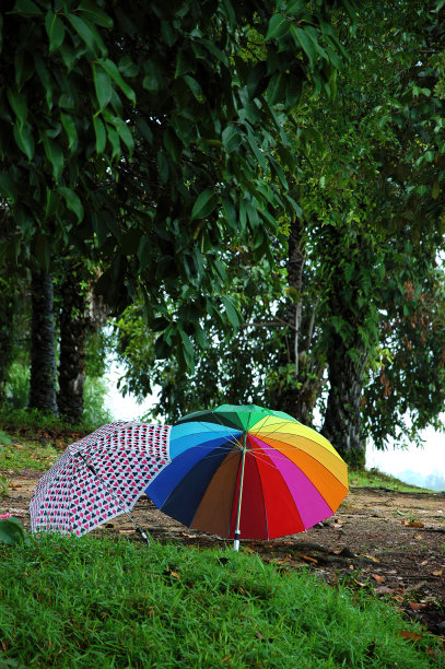 两个可爱的设计伞并排放置在一个花园图片下载