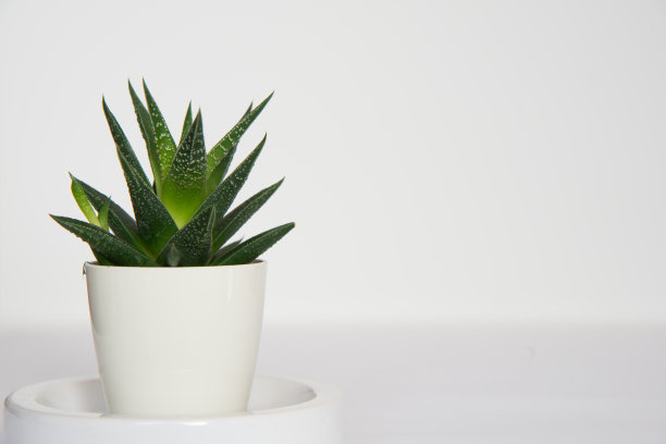 白色背景的美丽仙人掌的侧面视图。图片下载