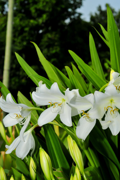 百合属植物图片下载