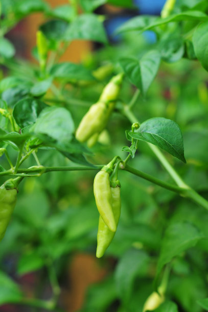 生辣椒图片下载