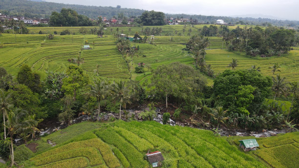 巴厘岛梯田稻田图片下载