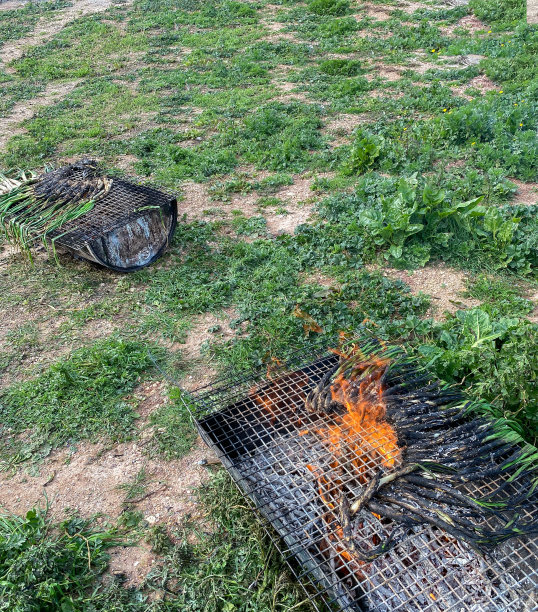 Cooking ‘calçots’ being grilled over a hot fire at home图片下载