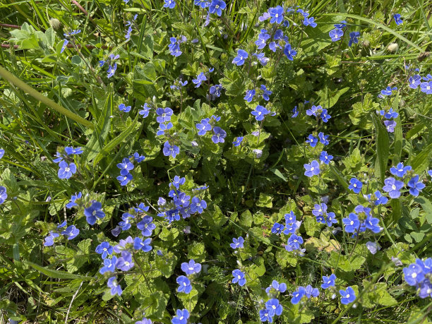 德曼德·斯比韦尔，维罗妮卡，加曼德图片下载