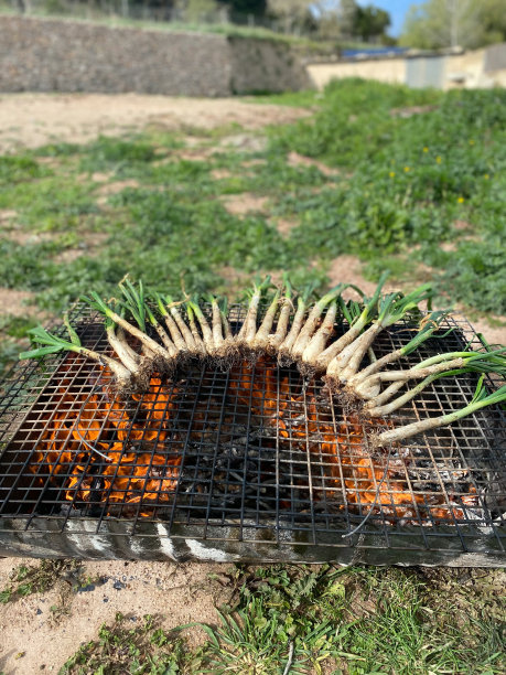 Cooking ‘calçots’ being grilled over a hot fire at home图片下载