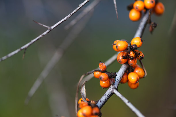秋天的沙棘浆果图片下载
