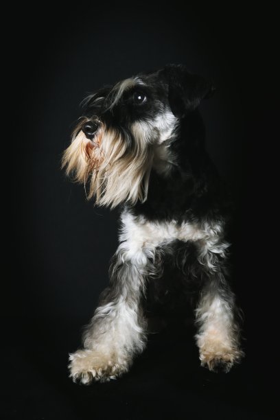 雪纳瑞犬图片下载