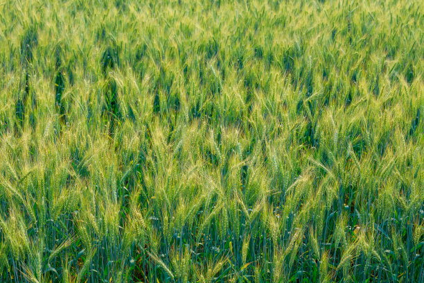 大麦字段图片下载