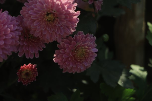 一束深粉色菊花的特写照片，黄色的花瓣中心和白色的花瓣尖端图片下载